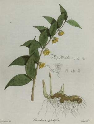 Bild Nr.3: 136-2729 Wallich, Nathaniel.: (Varia, Botanik)