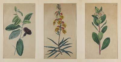 Bild Nr.4: 136-2729 Wallich, Nathaniel.: (Varia, Botanik)