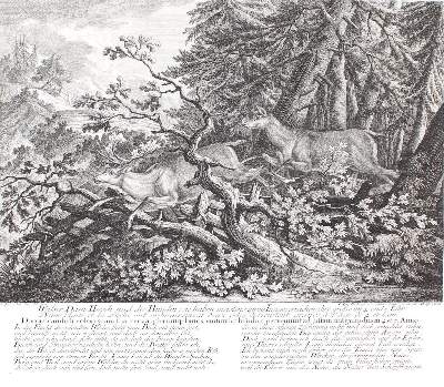 Bild Nr.1: 136-2762 Rotwild.: (Varia, Jagd, Ridinger)