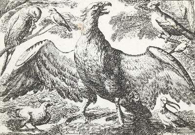 Bild Nr.1: 136-2843 Adler.: (Varia, Zoologie, Vögel)