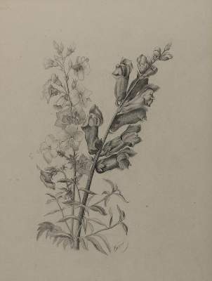 Bild Nr.3: 136-3277 Buchwald-Zinnwald, Erich: (Künstlergraphik)