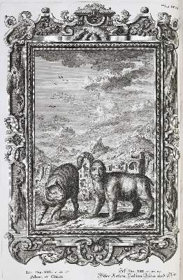 Bild Nr.10: 136-337 Scheuchzer,J.J.: (Alte Drucke, Handschriften und Theologie)