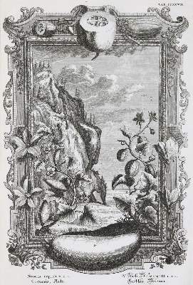 Bild Nr.8: 136-337 Scheuchzer,J.J.: (Alte Drucke, Handschriften und Theologie)
