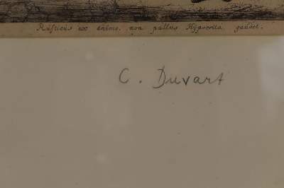 Bild Nr.2: 136-3377 Dusart, Cornelis: (Künstlergraphik)