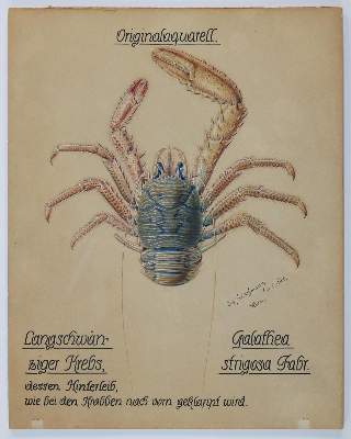 Bild Nr.1: 136-3427 Fleischmann, Josef: (Künstlergraphik)