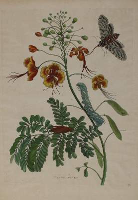 Bild Nr.1: 136-3816 Merian, Maria Sibylla: (Künstlergraphik)