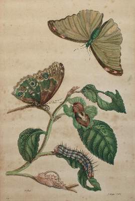 Bild Nr.2: 136-3816 Merian, Maria Sibylla: (Künstlergraphik)