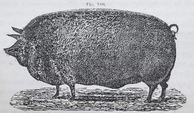 Bild Nr.1: 136-645 Fleischmann,C.L.: (Land- und Forstwirtschaft, Landwirtschaft, Amerika)