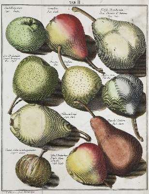Bild Nr.1: 136-648 Knoop,J.H.: (Land- und Forstwirtschaft, Pomologie)
