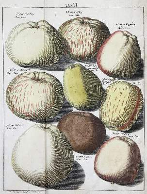 Bild Nr.2: 136-648 Knoop,J.H.: (Land- und Forstwirtschaft, Pomologie)