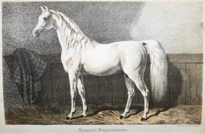 Bild Nr.1: 136-650 Baumeister,W.: (Land- und Forstwirtschaft, Tierhaltung)