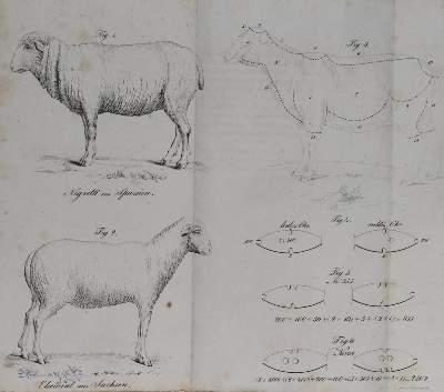 Bild Nr.1: 136-652 Löhner,D.: (Land- und Forstwirtschaft, Tierhaltung, Schafe)
