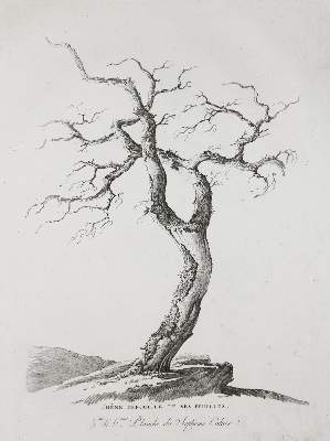 Bild Nr.2: 136-707 Mandevare,A.M.: (Kunstwissenschaft)