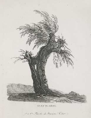 Bild Nr.3: 136-707 Mandevare,A.M.: (Kunstwissenschaft)