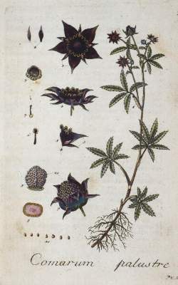 Bild Nr.1: 136-952 Hoffmann,G.F.: (Almanache, Botanik)