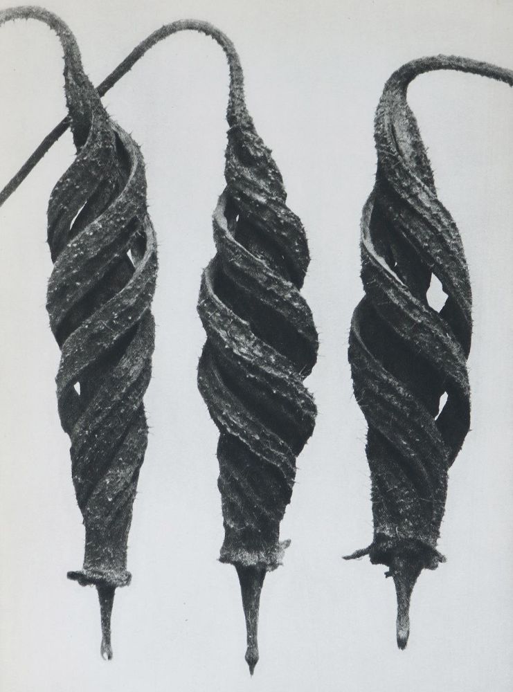Große Abbildung Nr.1: 137-1316 Blossfeldt,K.: (Photographie)