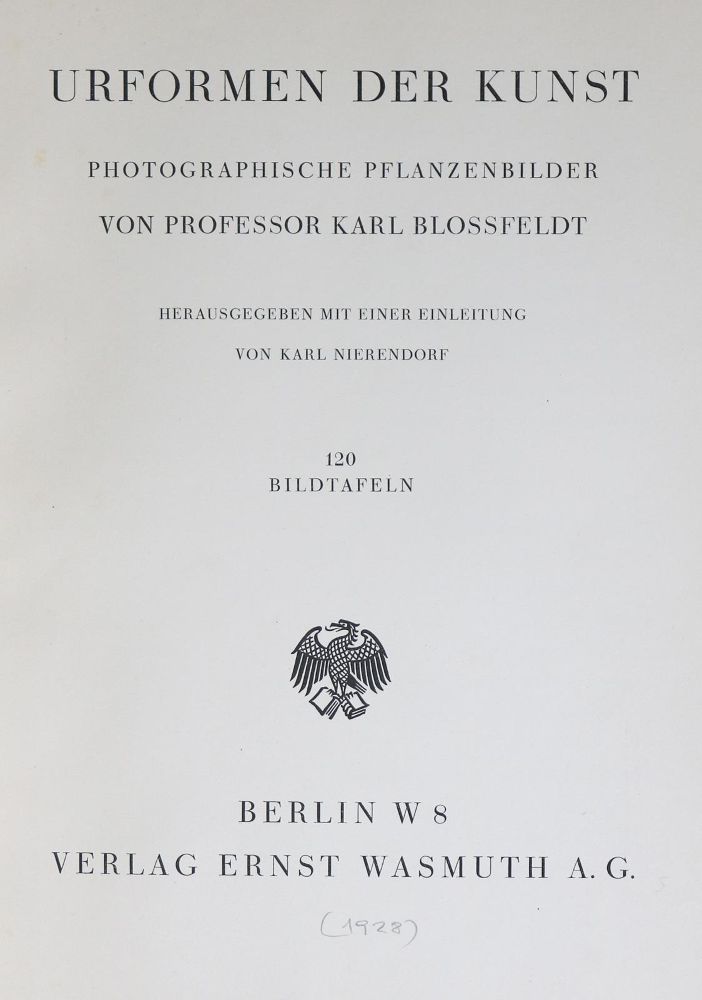 Große Abbildung Nr.2: 137-1316 Blossfeldt,K.: (Photographie)