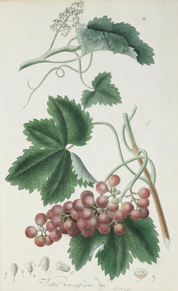 Große Abbildung Nr.4: 137-1424 Mann,J.G.: (Botanik)