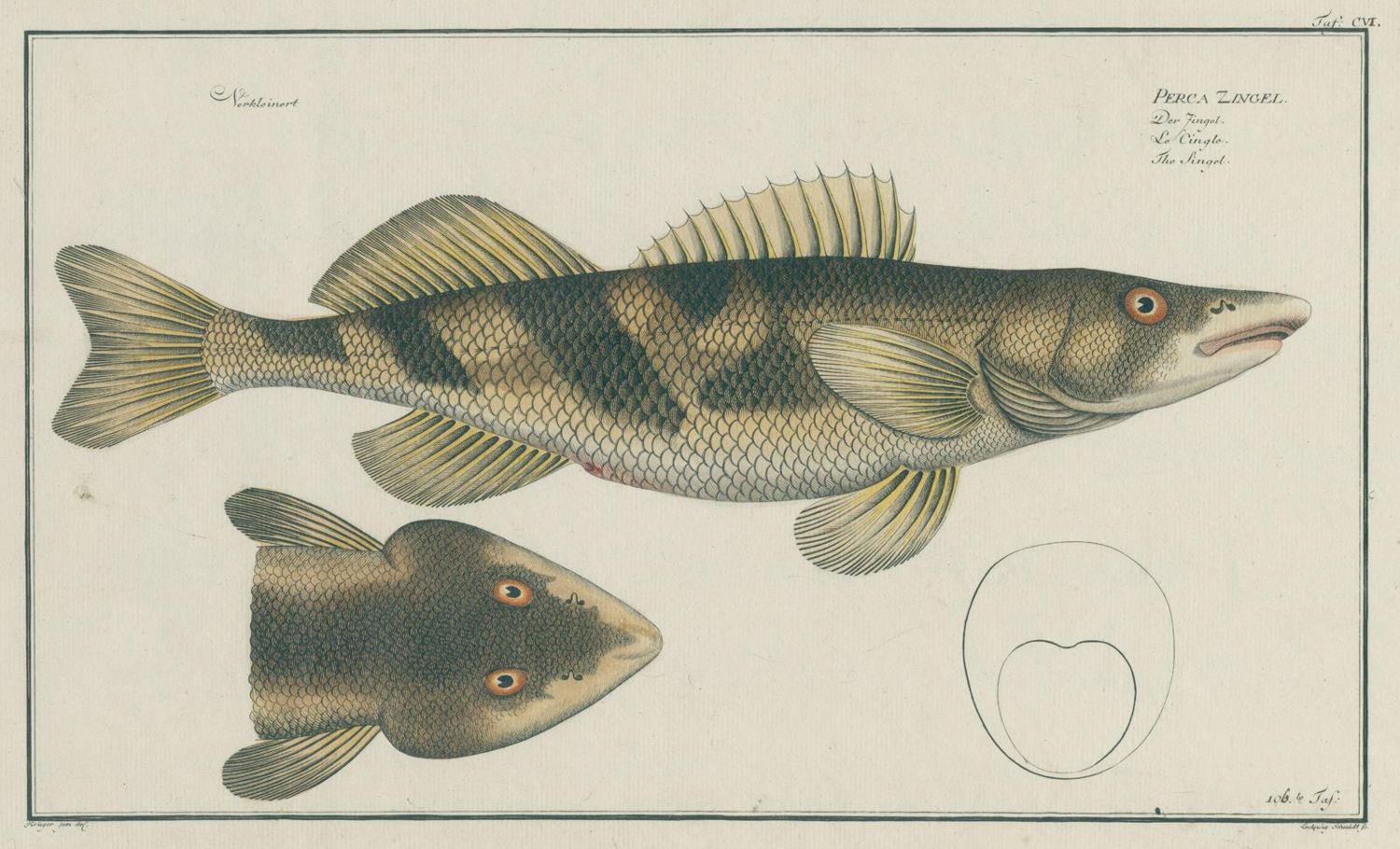Große Abbildung Nr.1: 137-1494 Bloch,M:E.: (Zoologie, Fische)