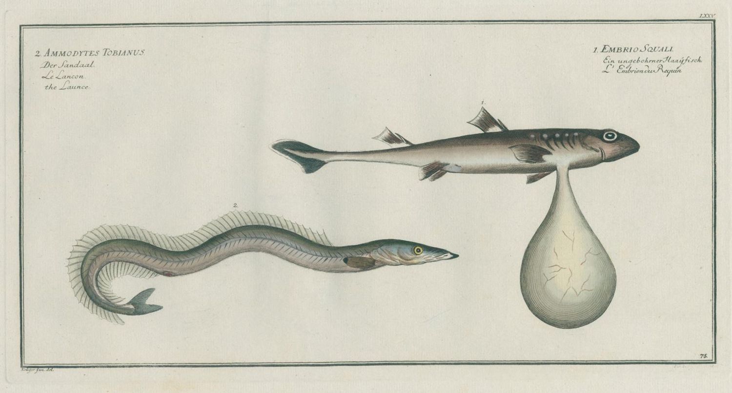 Große Abbildung Nr.3: 137-1494 Bloch,M:E.: (Zoologie, Fische)