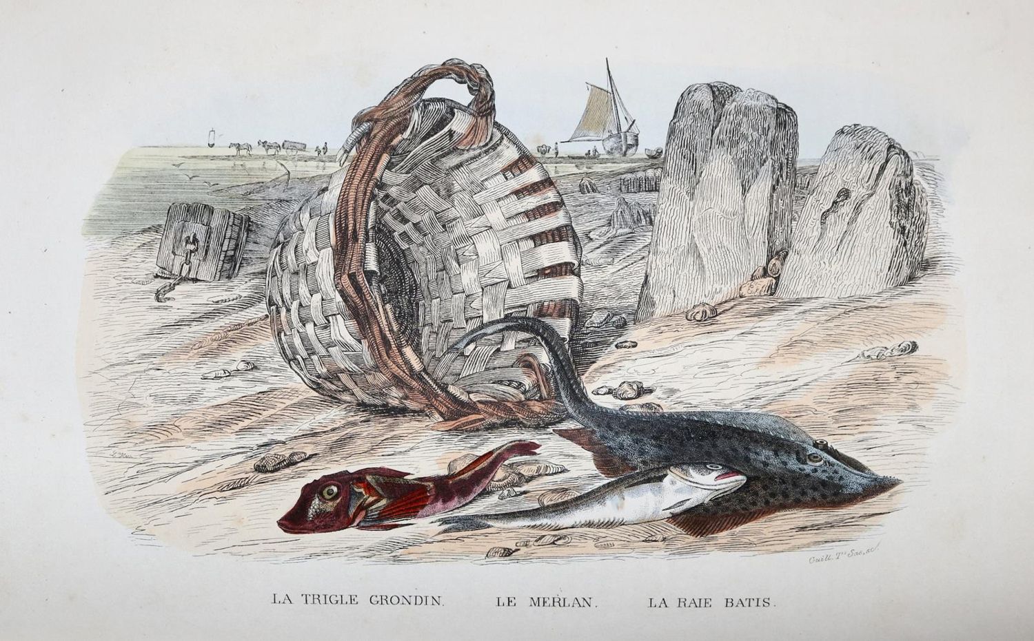 Große Abbildung Nr.1: 137-1500 Lacepede,(B.G.E.)de.: (Zoologie)