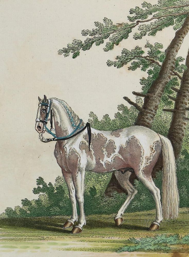 Große Abbildung Nr.10: 137-1503 Ridinger,J.E.: (Zoologie, Pferde)