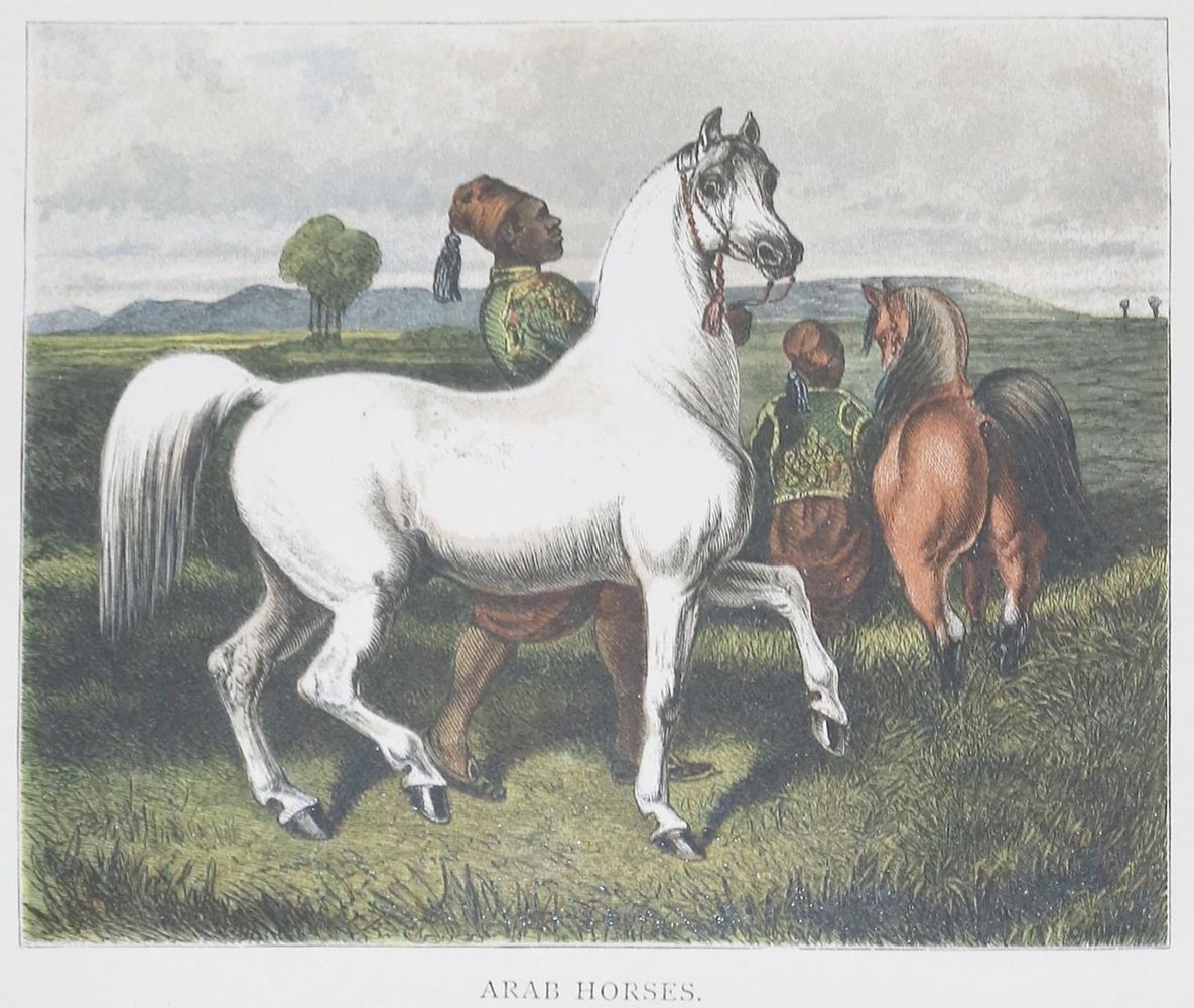 Große Abbildung Nr.2: 137-1504 Upton,R.D.: (Zoologie, Pferde)