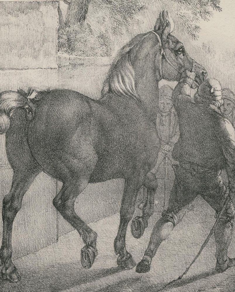 Große Abbildung Nr.30: 137-1505 Volmar, Joseph Simon: (Zoologie, Pferde)