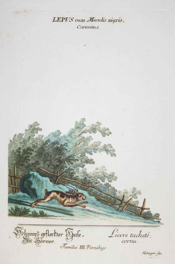 Große Abbildung Nr.1: 137-1506 Ridinger J.E.: (Zoologie)