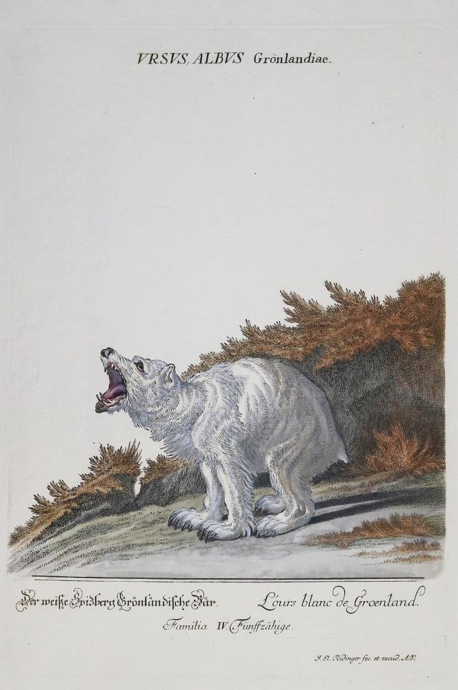 Große Abbildung Nr.2: 137-1506 Ridinger J.E.: (Zoologie)