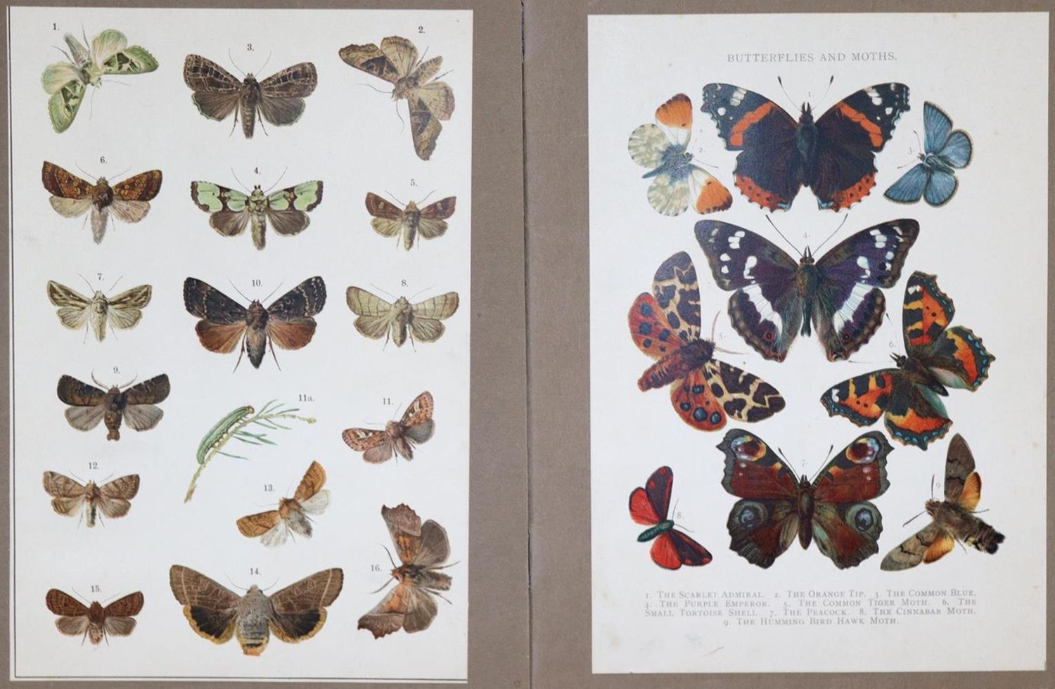 Große Abbildung Nr.1: 137-1507 Berge,F.: (Zoologie, Schmetterlinge)