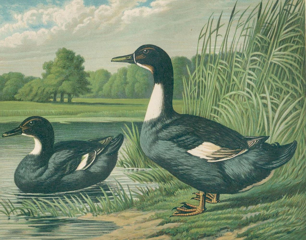 Große Abbildung Nr.1: 137-1511 Maar,A.: (Zoologie, Vögel, Enten)