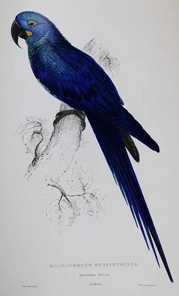 Große Abbildung Nr.1: 137-1513 Lear,E.: (Zoologie, Vögel)