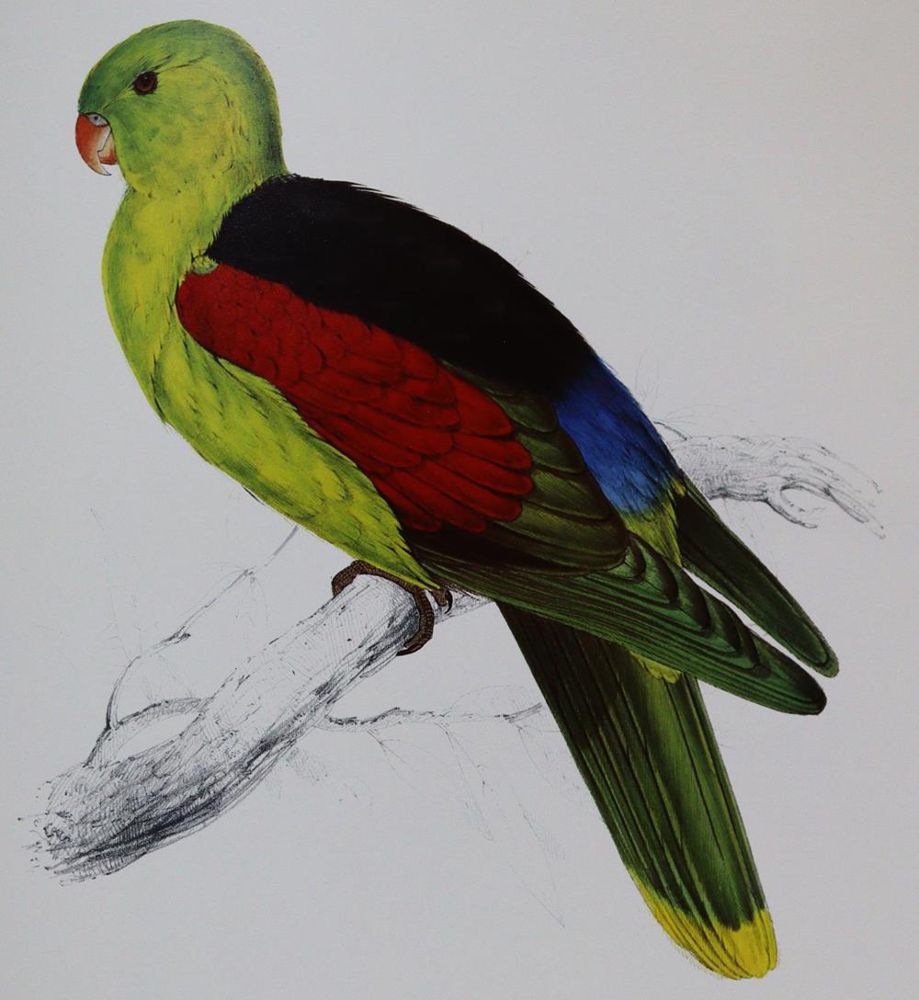 Große Abbildung Nr.3: 137-1513 Lear,E.: (Zoologie, Vögel)