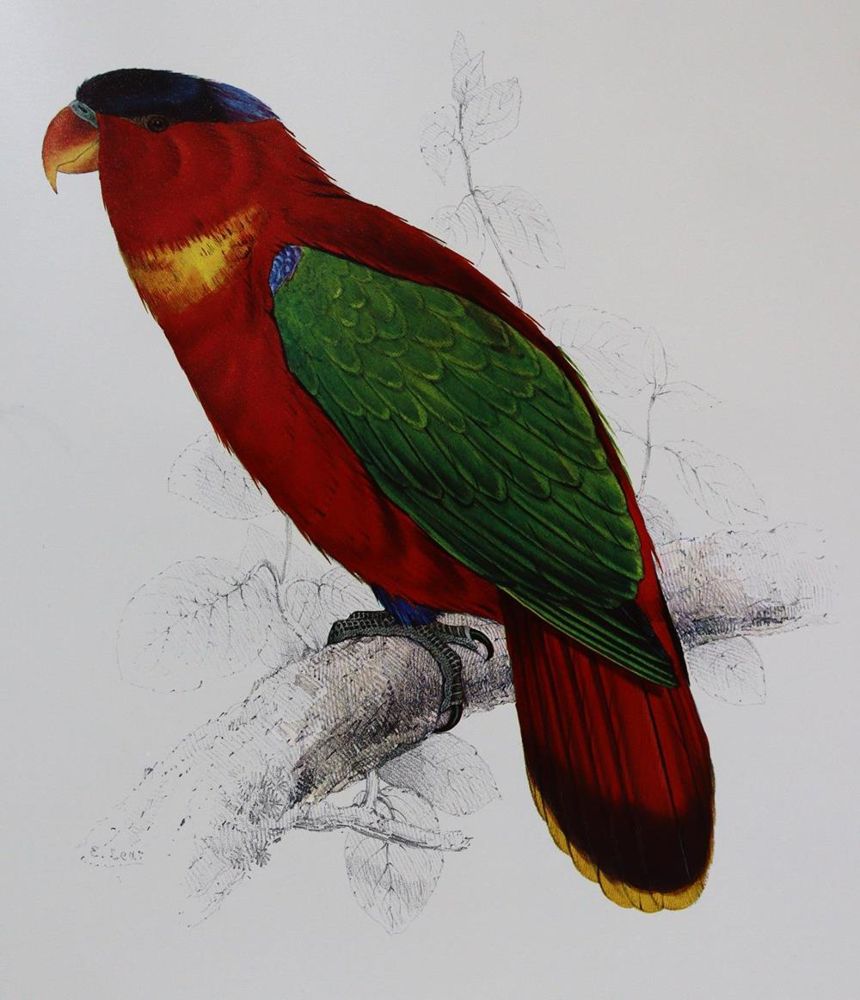 Große Abbildung Nr.4: 137-1513 Lear,E.: (Zoologie, Vögel)