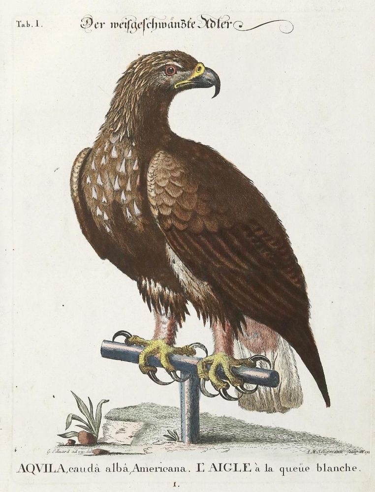 Große Abbildung Nr.1: 137-1514 Seligmann, J. M.: (Zoologie, Vögel)