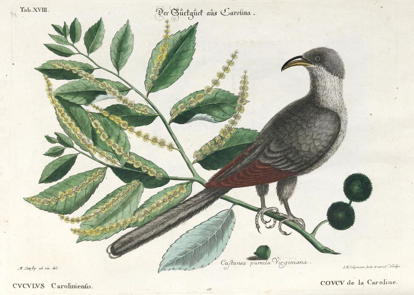 Große Abbildung Nr.2: 137-1514 Seligmann, J. M.: (Zoologie, Vögel)