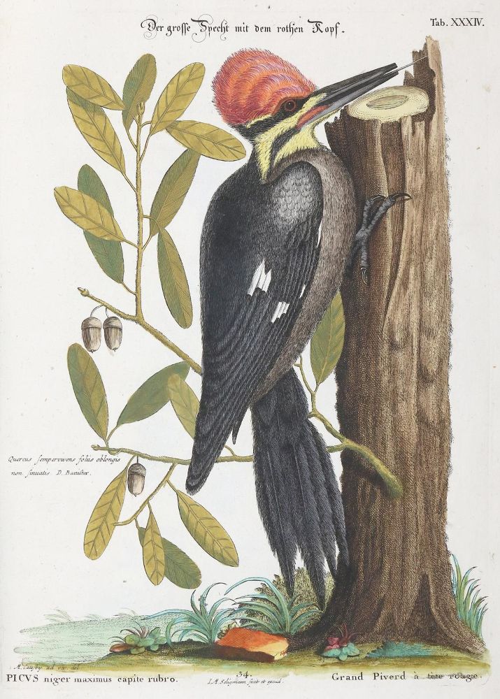 Große Abbildung Nr.3: 137-1514 Seligmann, J. M.: (Zoologie, Vögel)
