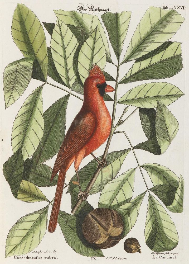Große Abbildung Nr.4: 137-1514 Seligmann, J. M.: (Zoologie, Vögel)