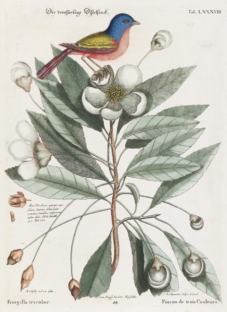 Große Abbildung Nr.6: 137-1514 Seligmann, J. M.: (Zoologie, Vögel)