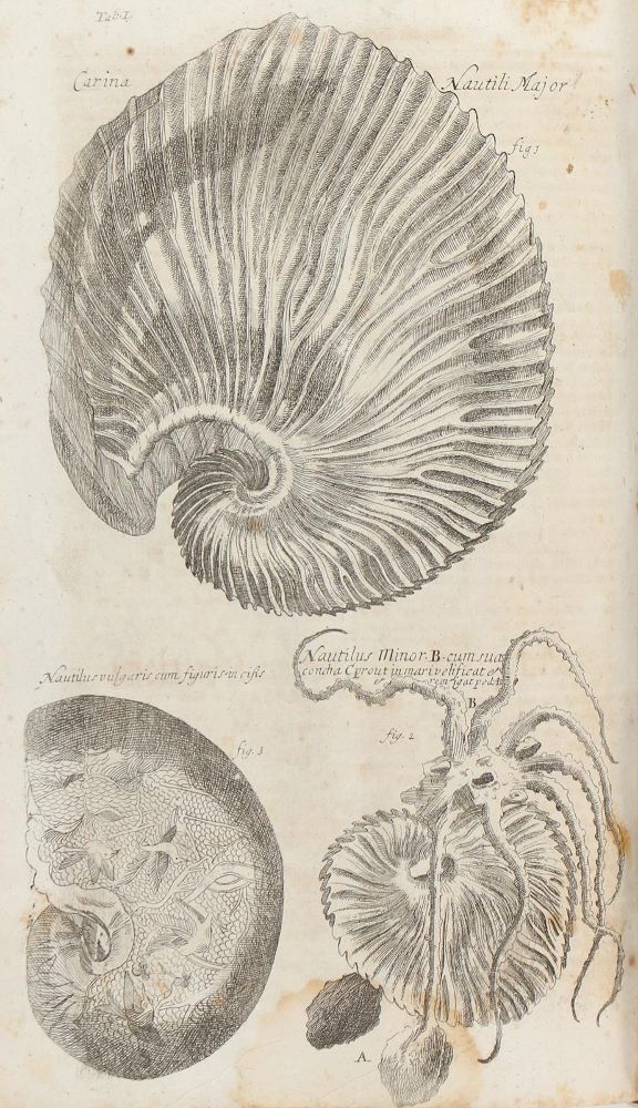 Große Abbildung Nr.2: 137-1639 Valentini,M.B.: (Verschiedene Gebiete - Varia)