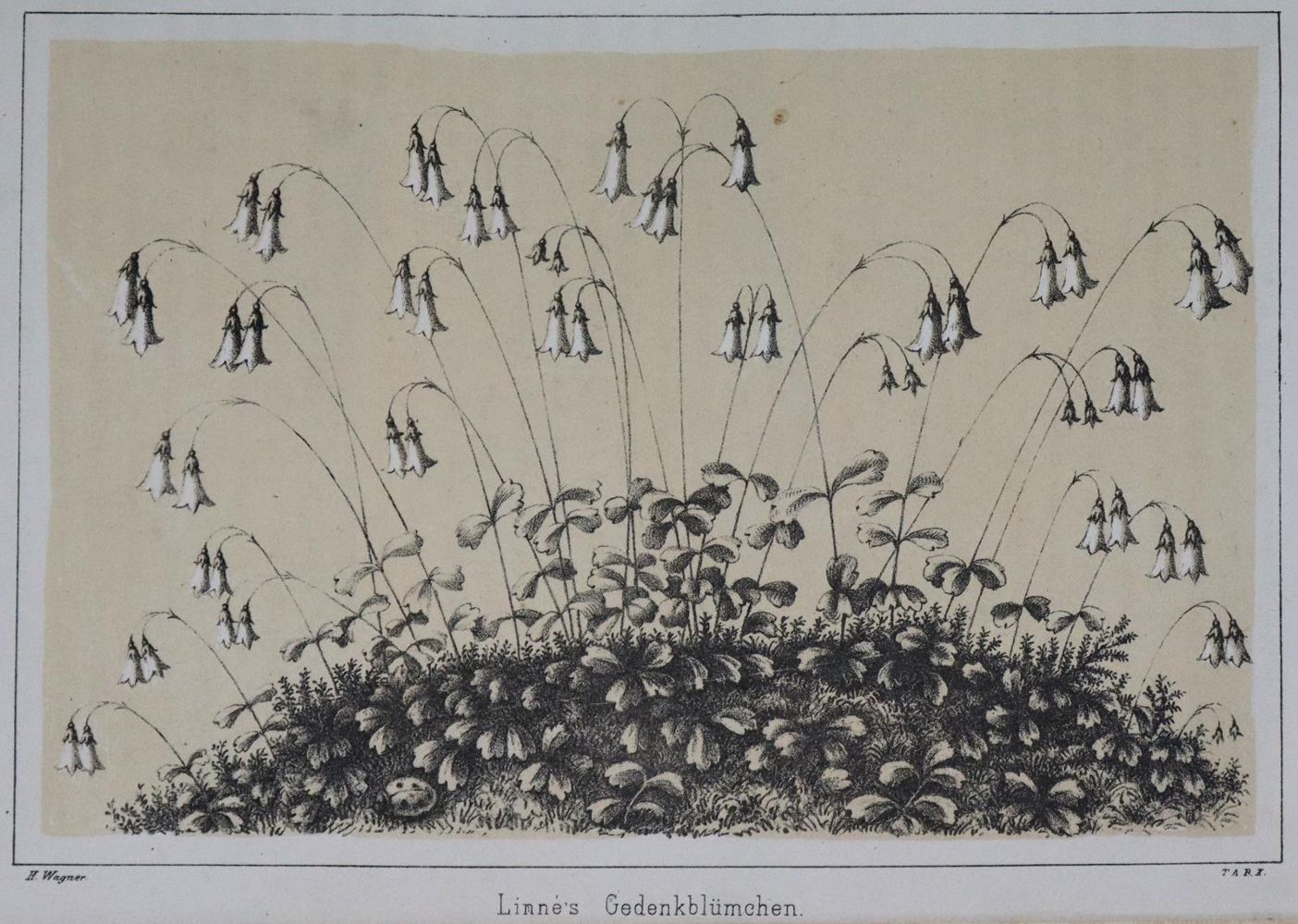 Große Abbildung Nr.3: 137-1741 Zimmermann,W.F.A. (d.i. C.G.W.Vollmer).: (Asien)