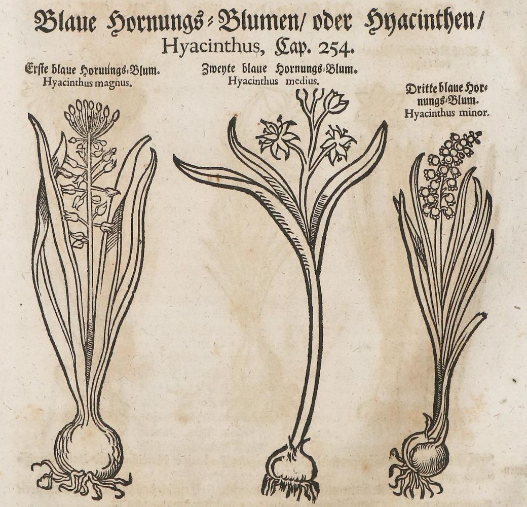 Große Abbildung Nr.1: 137-231 Lonicer,A: (Alte Drucke, Handschriften und Theologie)