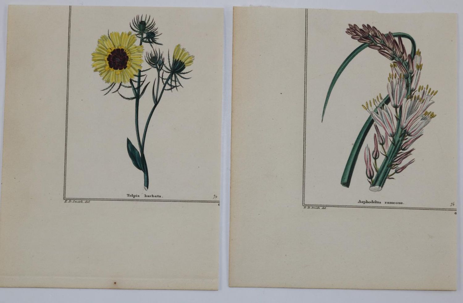 Große Abbildung Nr.2: 137-2636 Blumen.: (Varia, Botanik)