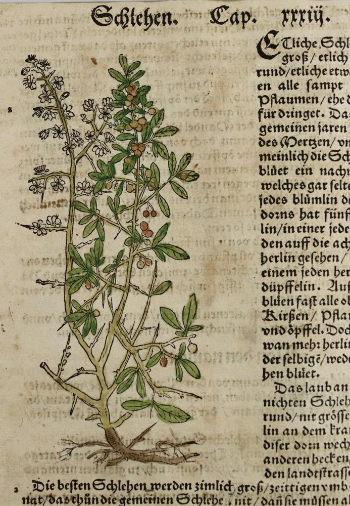 Große Abbildung Nr.1: 137-2637 Bock,H.: (Varia, Botanik)