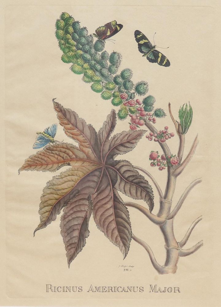 Große Abbildung Nr.3: 137-2638 Glockenblumen u. Astern,: (Varia, Botanik)