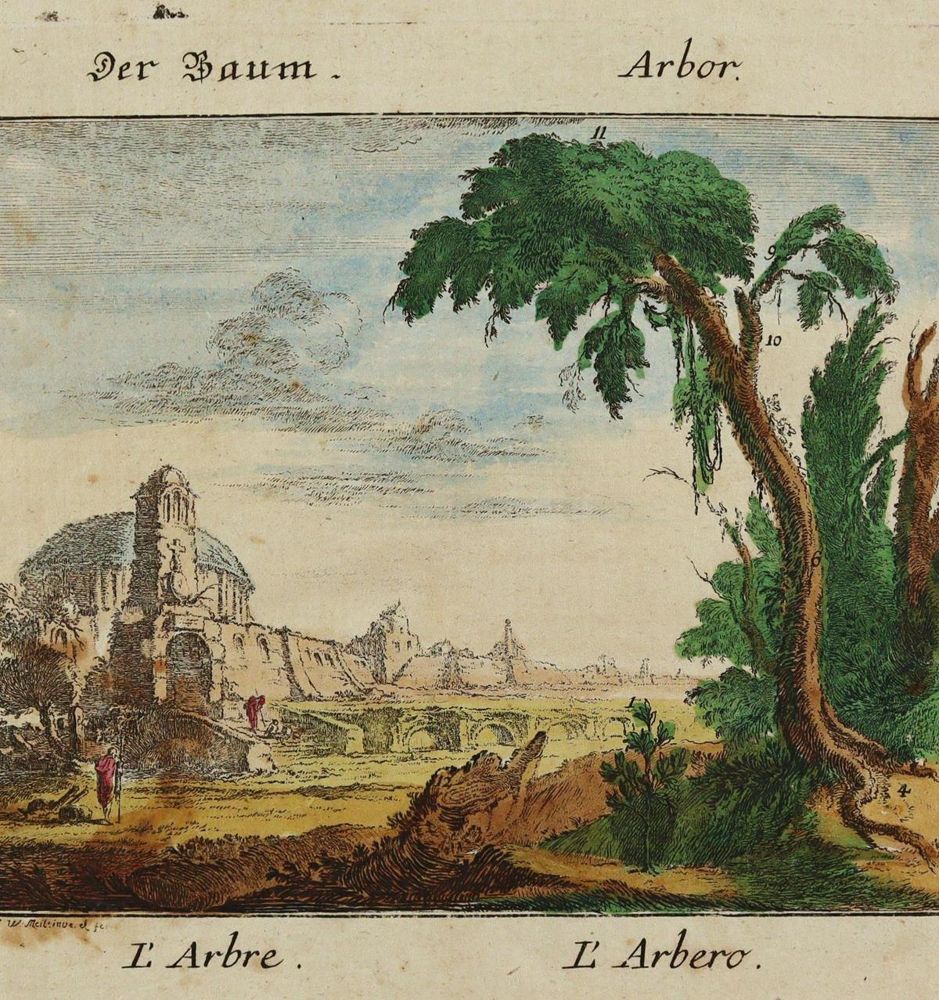 Große Abbildung Nr.3: 137-2642 Pflanzen.: (Varia, Botanik)