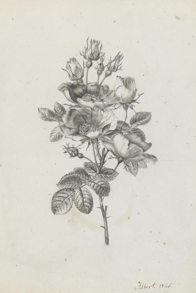 Große Abbildung Nr.1: 137-2644 D'Albert-Durade, François: (Varia, Botanik, Rose)