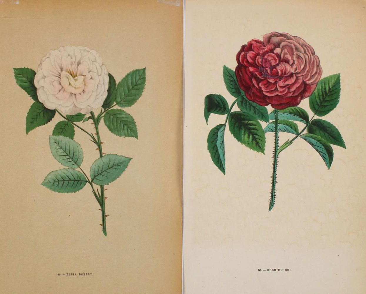 Große Abbildung Nr.2: 137-2645 Rosen.: (Varia, Botanik)