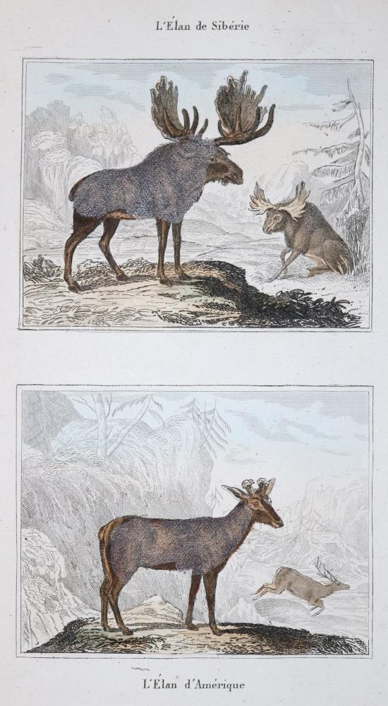 Große Abbildung Nr.2: 137-2648 Dekorative Graphik.: (Varia)